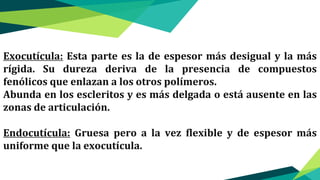 Exocutícula: Esta parte es la de espesor más desigual y la más
rígida. Su dureza deriva de la presencia de compuestos
fenólicos que enlazan a los otros polímeros.
Abunda en los escleritos y es más delgada o está ausente en las
zonas de articulación.
Endocutícula: Gruesa pero a la vez flexible y de espesor más
uniforme que la exocutícula.
 