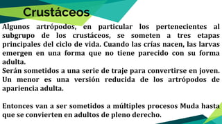 Algunos artrópodos, en particular los pertenecientes al
subgrupo de los crustáceos, se someten a tres etapas
principales del ciclo de vida. Cuando las crías nacen, las larvas
emergen en una forma que no tiene parecido con su forma
adulta.
Serán sometidos a una serie de traje para convertirse en joven.
Un menor es una versión reducida de los artrópodos de
apariencia adulta.
Entonces van a ser sometidos a múltiples procesos Muda hasta
que se convierten en adultos de pleno derecho.
Crustáceos
 