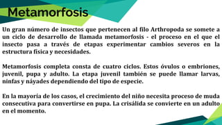 Un gran número de insectos que pertenecen al filo Arthropoda se somete a
un ciclo de desarrollo de llamada metamorfosis - el proceso en el que el
insecto pasa a través de etapas experimentar cambios severos en la
estructura física y necesidades.
Metamorfosis completa consta de cuatro ciclos. Estos óvulos o embriones,
juvenil, pupa y adulto. La etapa juvenil también se puede llamar larvas,
ninfas y náyades dependiendo del tipo de especie.
En la mayoría de los casos, el crecimiento del niño necesita proceso de muda
consecutiva para convertirse en pupa. La crisálida se convierte en un adulto
en el momento.
Metamorfosis
 