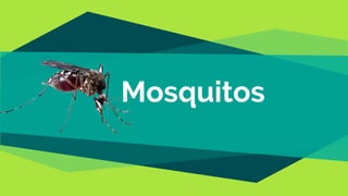 Mosquitos
 