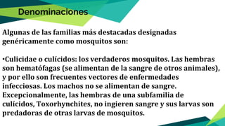 Algunas de las familias más destacadas designadas
genéricamente como mosquitos son:
•Culicidae o culícidos: los verdaderos mosquitos. Las hembras
son hematófagas (se alimentan de la sangre de otros animales),
y por ello son frecuentes vectores de enfermedades
infecciosas. Los machos no se alimentan de sangre.
Excepcionalmente, las hembras de una subfamilia de
culícidos, Toxorhynchites, no ingieren sangre y sus larvas son
predadoras de otras larvas de mosquitos.
Denominaciones
 