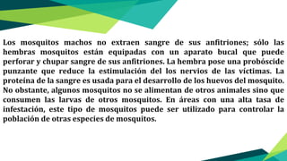 Los mosquitos machos no extraen sangre de sus anfitriones; sólo las
hembras mosquitos están equipadas con un aparato bucal que puede
perforar y chupar sangre de sus anfitriones. La hembra pose una probóscide
punzante que reduce la estimulación del los nervios de las víctimas. La
proteína de la sangre es usada para el desarrollo de los huevos del mosquito.
No obstante, algunos mosquitos no se alimentan de otros animales sino que
consumen las larvas de otros mosquitos. En áreas con una alta tasa de
infestación, este tipo de mosquitos puede ser utilizado para controlar la
población de otras especies de mosquitos.
 