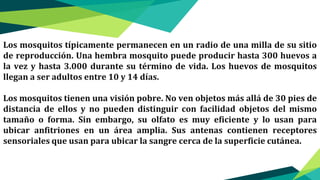 Los mosquitos típicamente permanecen en un radio de una milla de su sitio
de reproducción. Una hembra mosquito puede producir hasta 300 huevos a
la vez y hasta 3.000 durante su término de vida. Los huevos de mosquitos
llegan a ser adultos entre 10 y 14 días.
Los mosquitos tienen una visión pobre. No ven objetos más allá de 30 pies de
distancia de ellos y no pueden distinguir con facilidad objetos del mismo
tamaño o forma. Sin embargo, su olfato es muy eficiente y lo usan para
ubicar anfitriones en un área amplia. Sus antenas contienen receptores
sensoriales que usan para ubicar la sangre cerca de la superficie cutánea.
 