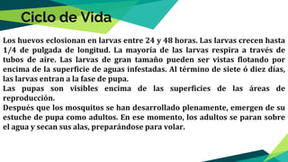 Los huevos eclosionan en larvas entre 24 y 48 horas. Las larvas crecen hasta
1/4 de pulgada de longitud. La mayoría de las larvas respira a través de
tubos de aire. Las larvas de gran tamaño pueden ser vistas flotando por
encima de la superficie de aguas infestadas. Al término de siete ó diez días,
las larvas entran a la fase de pupa.
Las pupas son visibles encima de las superficies de las áreas de
reproducción.
Después que los mosquitos se han desarrollado plenamente, emergen de su
estuche de pupa como adultos. En ese momento, los adultos se paran sobre
el agua y secan sus alas, preparándose para volar.
Ciclo de Vida
 