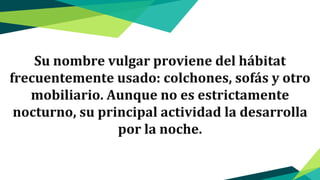 Su nombre vulgar proviene del hábitat
frecuentemente usado: colchones, sofás y otro
mobiliario. Aunque no es estrictamente
nocturno, su principal actividad la desarrolla
por la noche.
 
