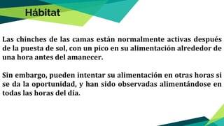 Las chinches de las camas están normalmente activas después
de la puesta de sol, con un pico en su alimentación alrededor de
una hora antes del amanecer.
Sin embargo, pueden intentar su alimentación en otras horas si
se da la oportunidad, y han sido observadas alimentándose en
todas las horas del día.
Hábitat
 