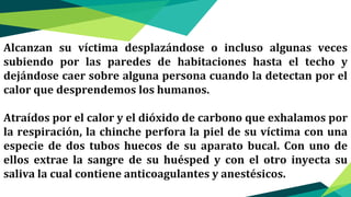 Alcanzan su víctima desplazándose o incluso algunas veces
subiendo por las paredes de habitaciones hasta el techo y
dejándose caer sobre alguna persona cuando la detectan por el
calor que desprendemos los humanos.
Atraídos por el calor y el dióxido de carbono que exhalamos por
la respiración, la chinche perfora la piel de su víctima con una
especie de dos tubos huecos de su aparato bucal. Con uno de
ellos extrae la sangre de su huésped y con el otro inyecta su
saliva la cual contiene anticoagulantes y anestésicos.
 