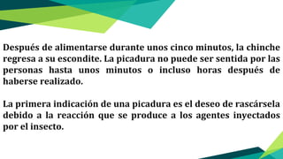 Después de alimentarse durante unos cinco minutos, la chinche
regresa a su escondite. La picadura no puede ser sentida por las
personas hasta unos minutos o incluso horas después de
haberse realizado.
La primera indicación de una picadura es el deseo de rascársela
debido a la reacción que se produce a los agentes inyectados
por el insecto.
 