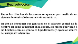 Todos los chinches de las camas se aparean por medio de un
sistema denominado inseminación traumática.
En vez de introducir sus genitales en el aparato genital de la
hembra tal como es normal en la cópula, los machos perforan a
las hembras con sus genitales hipodérmicos y eyaculan dentro
del cuerpo de la hembra.
Reproducción
 