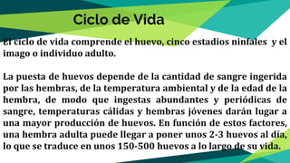 El ciclo de vida comprende el huevo, cinco estadios ninfales y el
imago o individuo adulto.
La puesta de huevos depende de la cantidad de sangre ingerida
por las hembras, de la temperatura ambiental y de la edad de la
hembra, de modo que ingestas abundantes y periódicas de
sangre, temperaturas cálidas y hembras jóvenes darán lugar a
una mayor producción de huevos. En función de estos factores,
una hembra adulta puede llegar a poner unos 2-3 huevos al día,
lo que se traduce en unos 150-500 huevos a lo largo de su vida.
Ciclo de Vida
 