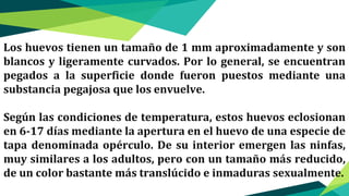Los huevos tienen un tamaño de 1 mm aproximadamente y son
blancos y ligeramente curvados. Por lo general, se encuentran
pegados a la superficie donde fueron puestos mediante una
substancia pegajosa que los envuelve.
Según las condiciones de temperatura, estos huevos eclosionan
en 6-17 días mediante la apertura en el huevo de una especie de
tapa denominada opérculo. De su interior emergen las ninfas,
muy similares a los adultos, pero con un tamaño más reducido,
de un color bastante más translúcido e inmaduras sexualmente.
 