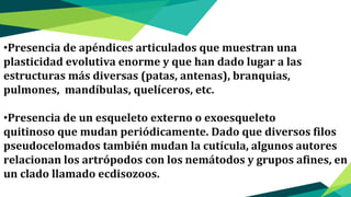 •Presencia de apéndices articulados que muestran una
plasticidad evolutiva enorme y que han dado lugar a las
estructuras más diversas (patas, antenas), branquias,
pulmones, mandíbulas, quelíceros, etc.
•Presencia de un esqueleto externo o exoesqueleto
quitinoso que mudan periódicamente. Dado que diversos filos
pseudocelomados también mudan la cutícula, algunos autores
relacionan los artrópodos con los nemátodos y grupos afines, en
un clado llamado ecdisozoos.
 