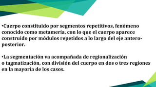 •Cuerpo constituido por segmentos repetitivos, fenómeno
conocido como metamería, con lo que el cuerpo aparece
construido por módulos repetidos a lo largo del eje antero-
posterior.
•La segmentación va acompañada de regionalización
o tagmatización, con división del cuerpo en dos o tres regiones
en la mayoría de los casos.
 