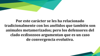 Por este carácter se les ha relacionado
tradicionalmente con los anélidos que también son
animales metamerizados; pero los defensores del
clado ecdisozoos argumentan que es un caso
de convergencia evolutiva.
 