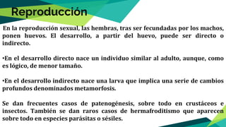 En la reproducción sexual, las hembras, tras ser fecundadas por los machos,
ponen huevos. El desarrollo, a partir del huevo, puede ser directo o
indirecto.
•En el desarrollo directo nace un individuo similar al adulto, aunque, como
es lógico, de menor tamaño.
•En el desarrollo indirecto nace una larva que implica una serie de cambios
profundos denominados metamorfosis.
Se dan frecuentes casos de patenogénesis, sobre todo en crustáceos e
insectos. También se dan raros casos de hermafroditismo que aparecen
sobre todo en especies parásitas o sésiles.
Reproducción
 