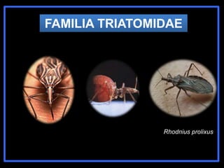 Rhodnius prolixus
FAMILIA TRIATOMIDAE
 