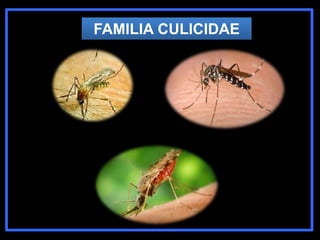 FAMILIA CULICIDAE
 