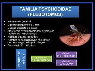 FAMILIA PSYCHODIDAE
(FLEBÓTOMOS)
• Karacha en guaraní
• Dípteros pequeños 2-3 mm.
• Cuerpo cubierto de pelos
• Alas forma oval lanceoladas, erectas en
reposo, con vellocidades
• Habitan lugares húmedos
• Hembra deposita huevos en lugares
oscuros luego de ingerir sangre
• Ciclo vital: 30 – 60 dias
Importancia
médica
Sub-familia
PHLEBOTOMINAE
Género
PHLEBOTOMUS
Género
LUTZOMYIA
 