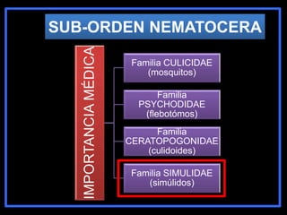IMPORTANCIAMÉDICA
Familia CULICIDAE
(mosquitos)
Familia
PSYCHODIDAE
(flebotómos)
Familia
CERATOPOGONIDAE
(culidoides)
Familia SIMULIDAE
(simúlidos)
SUB-ORDEN NEMATOCERA
 