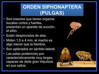 ORDEN SIPHONAPTERA
(PULGAS)
• Son insectos que tienen órganos
bucales cortos y fuertes,
presentan un aparato de succión,
el sifón.
• Están desprovistas de alas.
• Miden 1,5 a 4 mm, el macho es
algo menor que la hembra.
• Son aplanados en sentido lateral.
• Las patas posteriores son
característicamente muy largas,
capaces de darle gran impulsos
en sus saltos.
 
