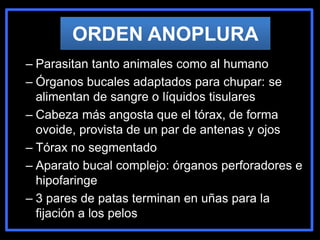 ORDEN ANOPLURA
– Parasitan tanto animales como al humano
– Órganos bucales adaptados para chupar: se
alimentan de sangre o líquidos tisulares
– Cabeza más angosta que el tórax, de forma
ovoide, provista de un par de antenas y ojos
– Tórax no segmentado
– Aparato bucal complejo: órganos perforadores e
hipofaringe
– 3 pares de patas terminan en uñas para la
fijación a los pelos
 