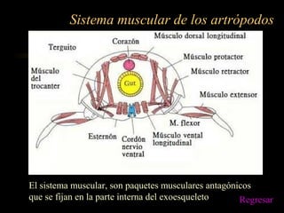 Sistema muscular de los artrópodos
El sistema muscular, son paquetes musculares antagónicos
que se fijan en la parte interna del exoesqueleto Regresar
 