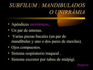 SUBFILUM : MANDIBULADOS
O UNIRRÁMIA
• Apéndices unirrámeos.
• Un par de antenas.
• Varias piezas bucales (un par de
mandíbulas y uno o dos pares de maxilas).
• Ojos compuestos.
• Sistema respiratorio traqueal .
• Sistema excretor por tubos de malpigi.
Regresar
 