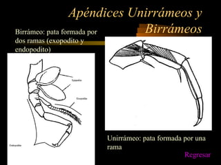 Apéndices Unirrámeos y
Birrámeos
Unirrámeo: pata formada por una
rama
Birrámeo: pata formada por
dos ramas (exopodito y
endopodito)
Regresar
 