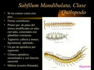 Subfilum Mandibulata, Clase
Quilopoda• Se les conoce como cien
pies.
• Forma vermiforme.
• Primer par de patas del
tronco modificadas en uñas
curvadas, conectadas con
glándulas venenosas.
• Tagmosis: cabeza y tronco,
ligeramente aplanado.
• Un par de apéndices por
segmento.
• Últimos apéndices
ensanchados y con función
sensorial.
• Hábitat terrestre (húmedo). Siguiente
 