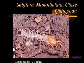 Subfilum Mandibulata, Clase
Quilopoda
Escolopendra (Ciempiés)
Regresar
 
