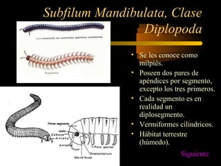 Subfilum Mandibulata, Clase
Diplopoda
• Se les conoce como
milpiés.
• Poseen dos pares de
apéndices por segmento,
excepto los tres primeros.
• Cada segmento es en
realidad un
diplosegmento.
• Vermiformes cilíndricos.
• Hábitat terrestre
(húmedo).
Siguiente
 