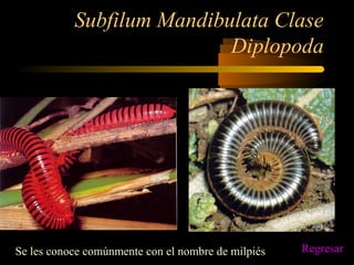 Subfilum Mandibulata Clase
Diplopoda
Se les conoce comúnmente con el nombre de milpiés Regresar
 