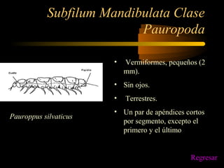 Subfilum Mandibulata Clase
Pauropoda
• Vermiformes, pequeños (2
mm).
• Sin ojos.
• Terrestres.
• Un par de apéndices cortos
por segmento, excepto el
primero y el último
Pauroppus silvaticus
Regresar
 