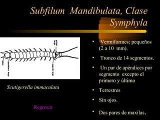 Subfilum Mandibulata, Clase
Symphyla
• Vermiformes; pequeños
(2 a 10 mm).
• Tronco de 14 segmentos.
• Un par de apéndices por
segmento excepto el
primero y último
• Terrestres
• Sin ojos.
• Dos pares de maxilas.
Scutigerella immaculata
Regresar
 