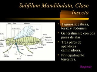 Subfilum Mandibulata, Clase
Insecta
• Tagmosis: cabeza,
tórax y abdomen.
• Generalmente con dos
pares de alas.
• Tres pares de
apéndices
caminadores.
• Principalmente
terrestres.
Regresar
 