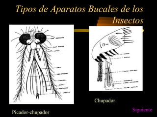 Tipos de Aparatos Bucales de los
Insectos
Picador-chupador
Chupador
Siguiente
 