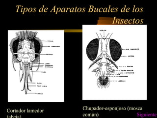 Tipos de Aparatos Bucales de los
Insectos
Cortador lamedor Chupador-esponjoso (mosca
común) Siguiente
 