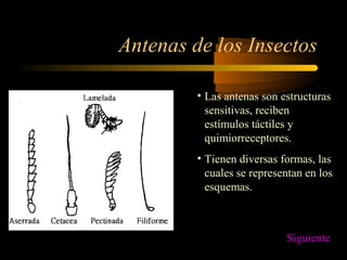 Antenas de los Insectos
• Las antenas son estructuras
sensitivas, reciben
estímulos táctiles y
quimiorreceptores.
• Tienen diversas formas, las
cuales se representan en los
esquemas.
Siguiente
 