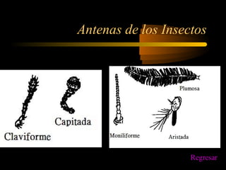 Antenas de los Insectos
Regresar
 