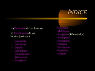 ÍNDICE
c) Desarrollo de Los Insectos
d) Clasificación de los
Insectos (ordenes )
– Colémbola
– Coleóptera
– Díptera
– Lepidóptera
– Himenópteros
– Sifonaptera
– Hemíptera
–Ortóptera
–Malófagos
–Anopluro (Sifunculados)
–Homóptera
–Dictioptera
–Odonata
–Dermaptera
–Fasmidios
–Isóptera
 