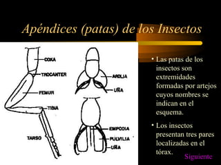 Apéndices (patas) de los Insectos
• Las patas de los
insectos son
extremidades
formadas por artejos
cuyos nombres se
indican en el
esquema.
• Los insectos
presentan tres pares
localizadas en el
tórax.
Siguiente
 
