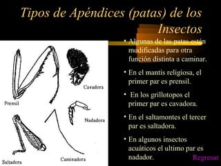 Tipos de Apéndices (patas) de los
Insectos
• Algunas de las patas están
modificadas para otra
función distinta a caminar.
• En el mantis religiosa, el
primer par es prensil.
• En los grillotopos el
primer par es cavadora.
• En el saltamontes el tercer
par es saltadora.
• En algunos insectos
acuáticos el ultimo par es
nadador. Regresar
 