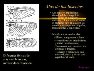 Alas de los Insectos
• Las alas son expansiones
dorsales del exoesqueleto
localizadas en el meso y
metatórax, les permite el vuelo;
el principal tipo de alas son las
membranosas que son delgadas,
transparentes y con venas.
• Modificaciones en las alas:
–Elitros; son gruesas y duras.
–Hemielitros son mitad elitros
y mitad membranosas.
–Escamosas; con escamas, son
delgadas y frágiles.
–Halterios o balancines, son
muy reducidas y sirven para
equilibrar el vuelo.
Diferentes formas de
alas membranosas,
mostrando la venación
Regresar
 