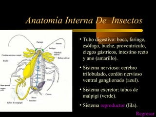 Anatomía Interna De Insectos
• Tubo digestivo: boca, faringe,
esófago, buche, proventrículo,
ciegos gástricos, intestino recto
y ano (amarillo).
• Sistema nervioso: cerebro
trilobulado, cordón nervioso
ventral ganglionado (azul).
• Sistema excretor: tubos de
malpigi (verde).
• Sistema reproductor (lila).
Regresar
 