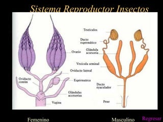 Sistema Reproductor Insectos
Femenino Masculino Regresar
 