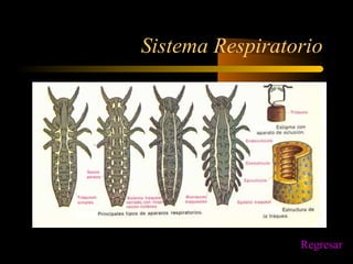 Sistema Respiratorio
Regresar
 