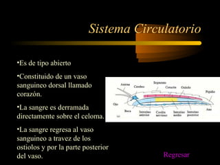 Sistema Circulatorio
•Es de tipo abierto
•Constituido de un vaso
sanguineo dorsal llamado
corazón.
•La sangre es derramada
directamente sobre el celoma.
•La sangre regresa al vaso
sanguineo a travez de los
ostiolos y por la parte posterior
del vaso. Regresar
 