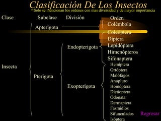 Clasificación De Los Insectos
Clase Subclase División
Apterigota
Endopterigota
Insecta
Pterigota
Exopterigota
Colémbola
Coleóptera
Díptera
Lepidóptera
Himenópteros
Sifonaptera
Hemíptera
Ortóptera
Malófagos
Anopluro
Homóptera
Dictioptera
Odonata
Dermaptera
Fasmidios
Sifunculados
Isóptera
Orden
* Solo se mencionan los ordenes con mas diversidad y de mayor importancia
Regresar
 
