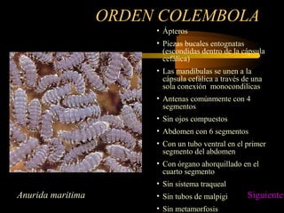 ORDEN COLEMBOLA
• Ápteros
• Piezas bucales entognatas
(escondidas dentro de la cápsula
cefálica)
• Las mandíbulas se unen a la
cápsula cefálica a través de una
sola conexión monocondilicas
• Antenas comúnmente con 4
segmentos
• Sin ojos compuestos
• Abdomen con 6 segmentos
• Con un tubo ventral en el primer
segmento del abdomen
• Con órgano ahorquillado en el
cuarto segmento
• Sin sistema traqueal
• Sin tubos de malpigi
• Sin metamorfosis
Anurida maritima Siguiente
 