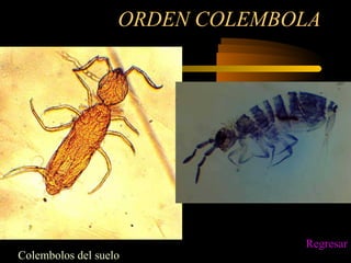 ORDEN COLEMBOLA
Colembolos del suelo
Regresar
 